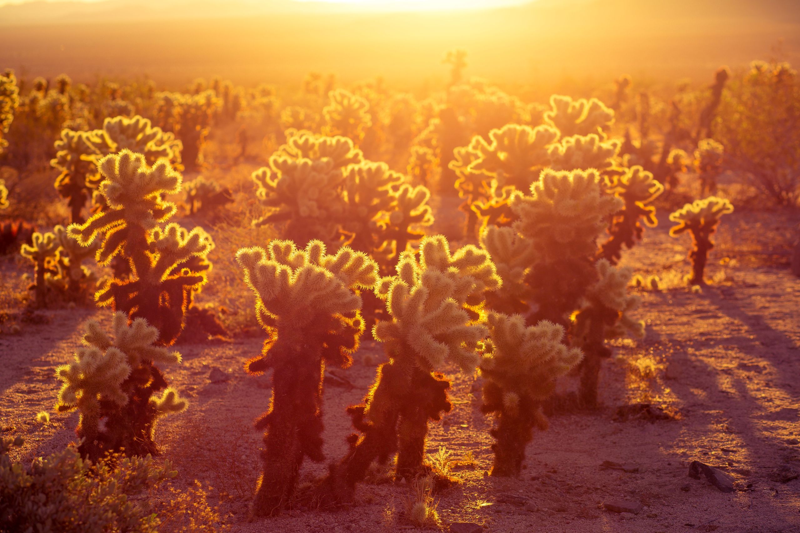 Desert Soul Retreat